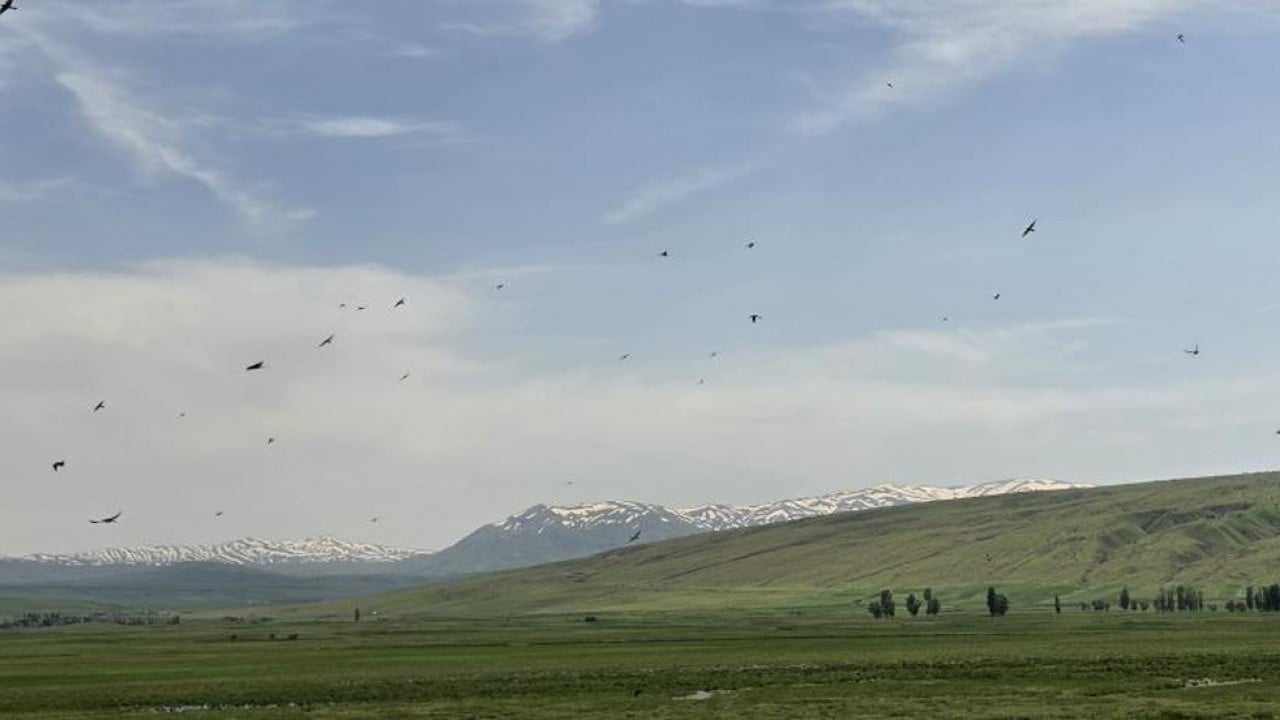 Bitlis’in rengârenk misafirleri: Arı kuşları böyle görsel şölen sundu