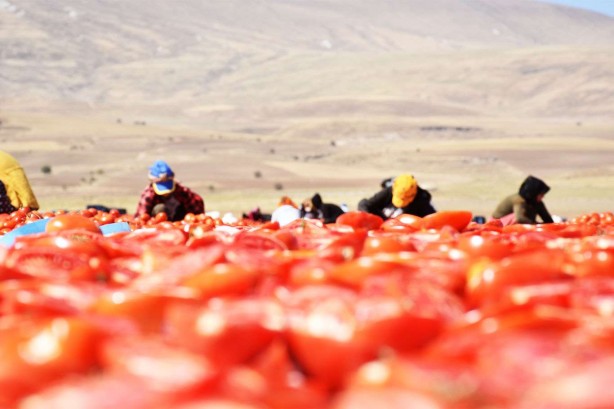 Foto - Bitlis’te tam 700 ton kurutmalık domates üretildi