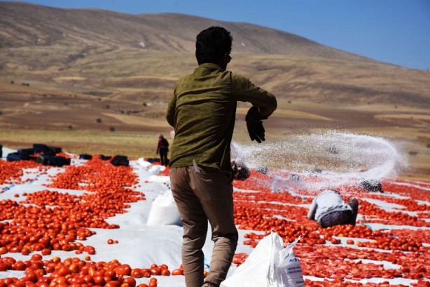 Foto - Bitlis’te tam 700 ton kurutmalık domates üretildi