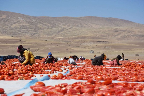 Foto - Bitlis’te tam 700 ton kurutmalık domates üretildi
