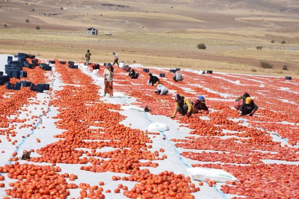Foto - Bitlis’te tam 700 ton kurutmalık domates üretildi