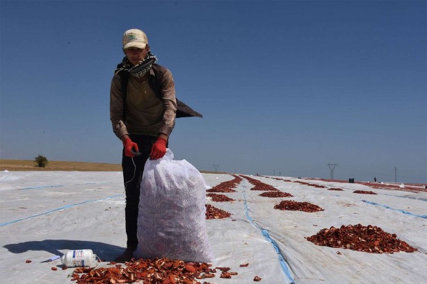Foto - Bitlis’te tam 700 ton kurutmalık domates üretildi