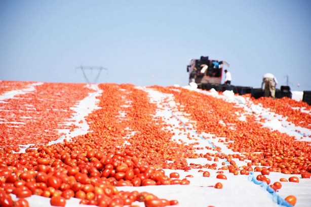 Foto - Bitlis’te tam 700 ton kurutmalık domates üretildi