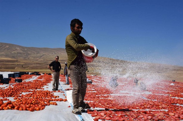 Foto - Bitlis’te tam 700 ton kurutmalık domates üretildi