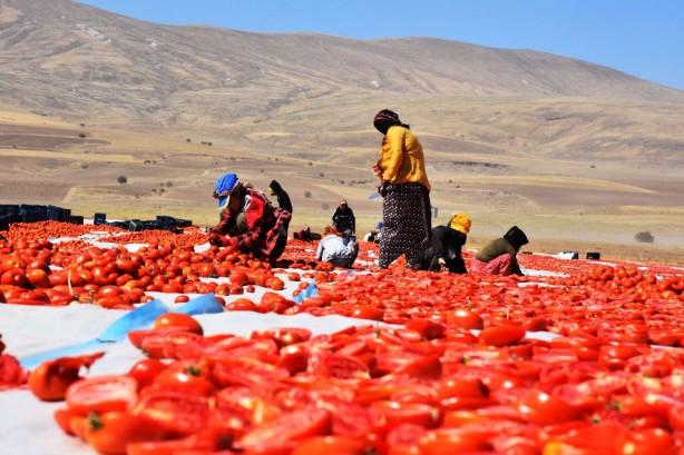 Foto - Bitlis’te tam 700 ton kurutmalık domates üretildi