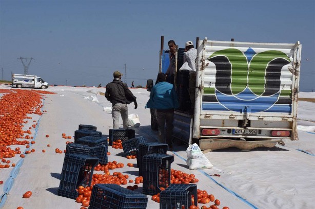 Foto - Bitlis’te tam 700 ton kurutmalık domates üretildi