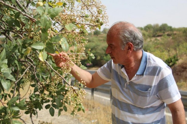 Foto - Bıttımın kilosu altına kafa tutuyor