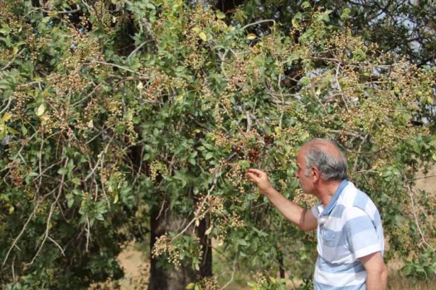 Foto - Bıttımın kilosu altına kafa tutuyor