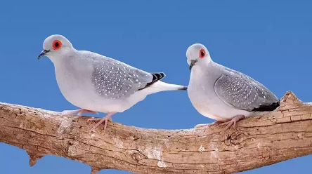 Foto - Biz hiç farkında olmadık ama Barış Manço Türk tarihi ve kültürünü 69 şarkının içine tek tek gizlemiş