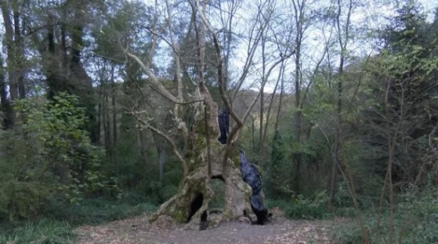 Foto - Bizans ve Osmanlı dönemlerine tanıklık etti! İstanbul’un en yaşlı ağacı bakın nerede