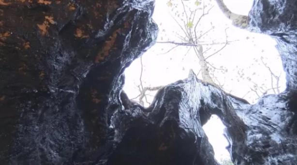 Foto - Bizans ve Osmanlı dönemlerine tanıklık etti! İstanbul’un en yaşlı ağacı bakın nerede