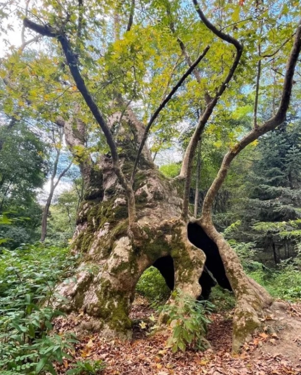 Foto - Bizans ve Osmanlı dönemlerine tanıklık etti! İstanbul’un en yaşlı ağacı bakın nerede