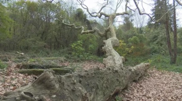 Foto - Bizans ve Osmanlı dönemlerine tanıklık etti! İstanbul’un en yaşlı ağacı bakın nerede
