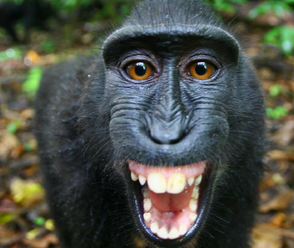 BM ülkesi şoka girdi: Maymun kaçtı! Öte yandan drone ile en kuzeyinde bulundu! Dağ başında...