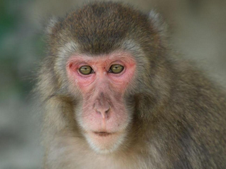 Foto - BM ülkesi şoka girdi: Maymun kaçtı! Öte yandan drone ile en kuzeyinde bulundu! Dağ başında...