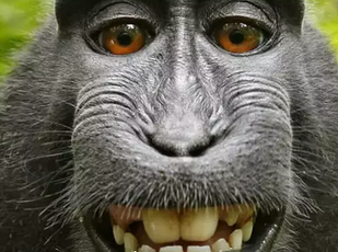 Foto - BM ülkesi şoka girdi: Maymun kaçtı! Öte yandan drone ile en kuzeyinde bulundu! Dağ başında...