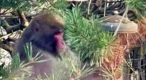 Foto - BM ülkesi şoka girdi: Maymun kaçtı! Öte yandan drone ile en kuzeyinde bulundu! Dağ başında...