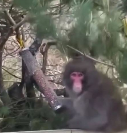 Foto - BM ülkesi şoka girdi: Maymun kaçtı! Öte yandan drone ile en kuzeyinde bulundu! Dağ başında...