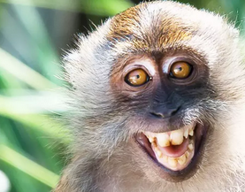 Foto - BM ülkesi şoka girdi: Maymun kaçtı! Öte yandan drone ile en kuzeyinde bulundu! Dağ başında...