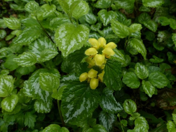 Foto - Böbrek iltihabınız varsa Sarı Ballıbaba tüketin!