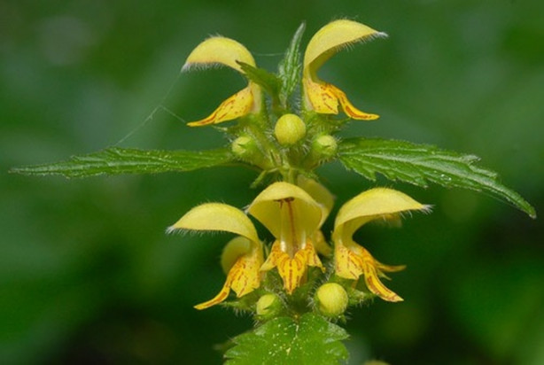  Böbrek iltihabınız varsa Sarı Ballıbaba tüketin!