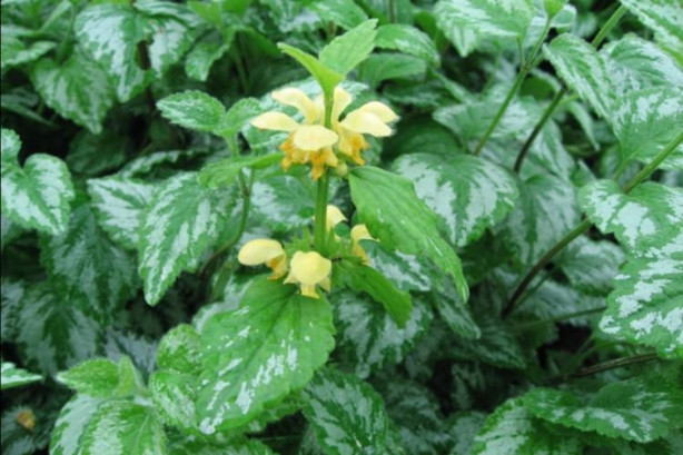 Foto - Böbrek iltihabınız varsa Sarı Ballıbaba tüketin!