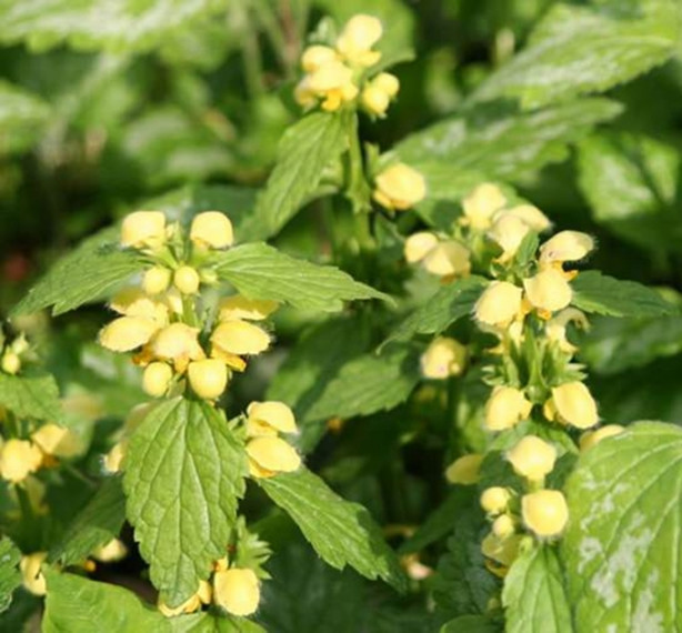 Foto - Böbrek iltihabınız varsa Sarı Ballıbaba tüketin!