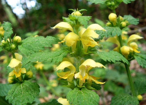 Foto - Böbrek iltihabınız varsa Sarı Ballıbaba tüketin!