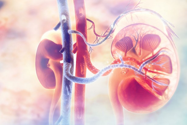 Foto - Böbrek kistlerini işaret eden belirtiler