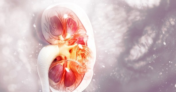 Foto - Böbrek kistlerini işaret eden belirtiler