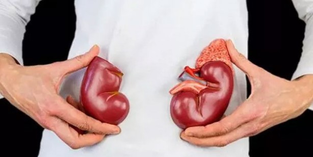 Foto - Böbrek sağlığına iyi gelen içecek ve besinler