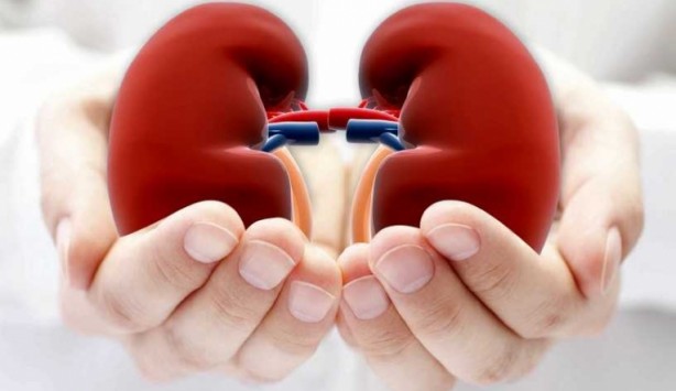 Foto - Böbrek sağlığına iyi gelen içecek ve besinler