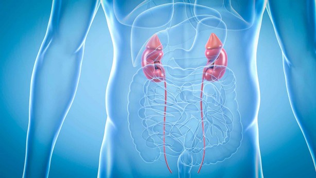 Foto - Böbrek sağlığına iyi gelen içecek ve besinler