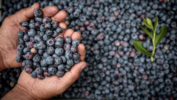 Foto - Böbrek sağlığını koruyan 12 gıda