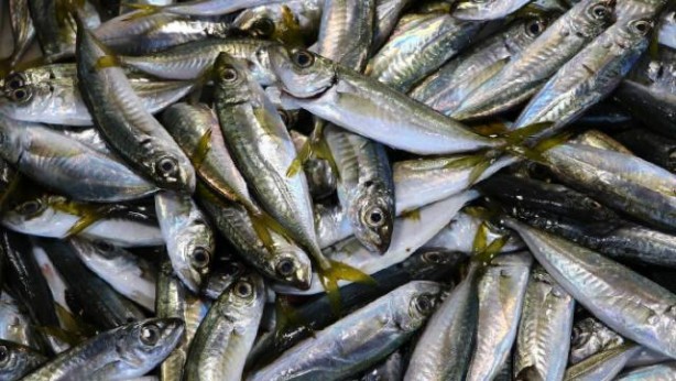 Foto - Böbrek sağlığını koruyan 12 gıda