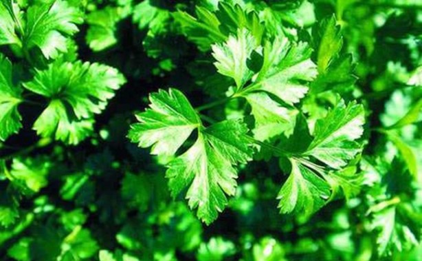 Böbrek sancısı çekmek istemiyorsanız...