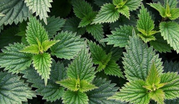 Foto - Böbrek sancısı çekmek istemiyorsanız...