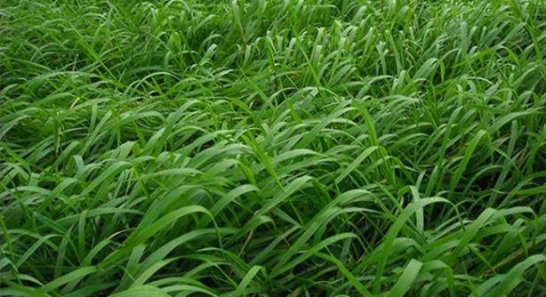 Foto - Böbrek sancısı çekmek istemiyorsanız...