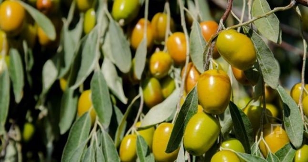 Foto - Böbrek şikayetleri olanlar, dikkat!