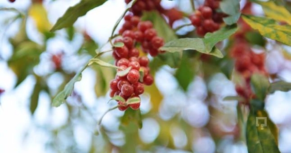 Foto - Böbrek şikayetleri olanlar, dikkat!