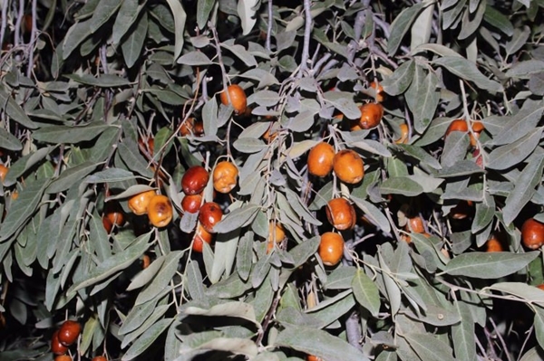 Foto - Böbrek şikayetleri olanlar, dikkat!