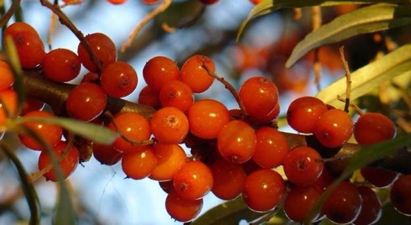 Foto - Böbrek şikayetleri olanlar, dikkat!
