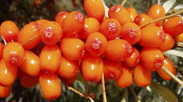 Foto - Böbrek şikayetleri olanlar, dikkat!