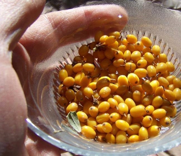 Foto - Böbrek şikayetleri olanlar, dikkat!