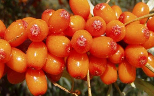 Foto - Böbrek şikayetleri olanlar, dikkat!