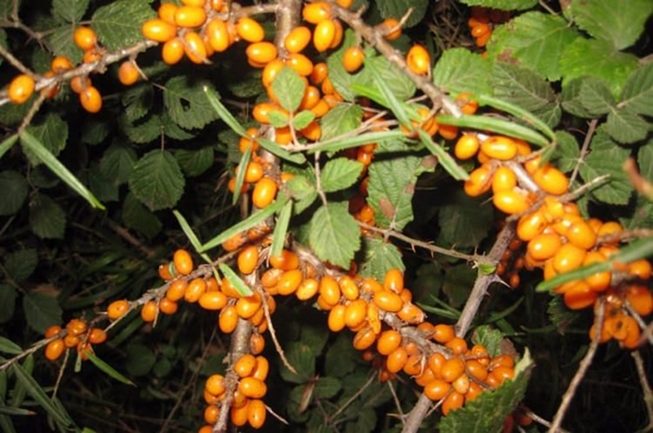 Foto - Böbrek şikayetleri olanlar, dikkat!