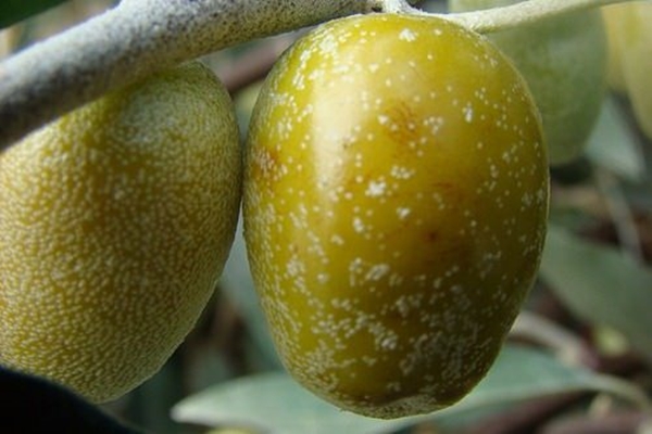 Foto - Böbrek şikayetleri olanlar, dikkat!