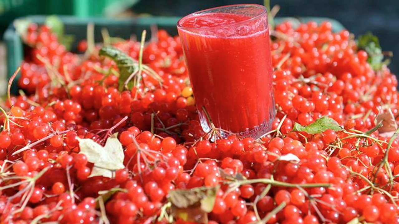 Foto - Gilaburu suyu: Böbrek taşlarını çatır çatır kırıyor!