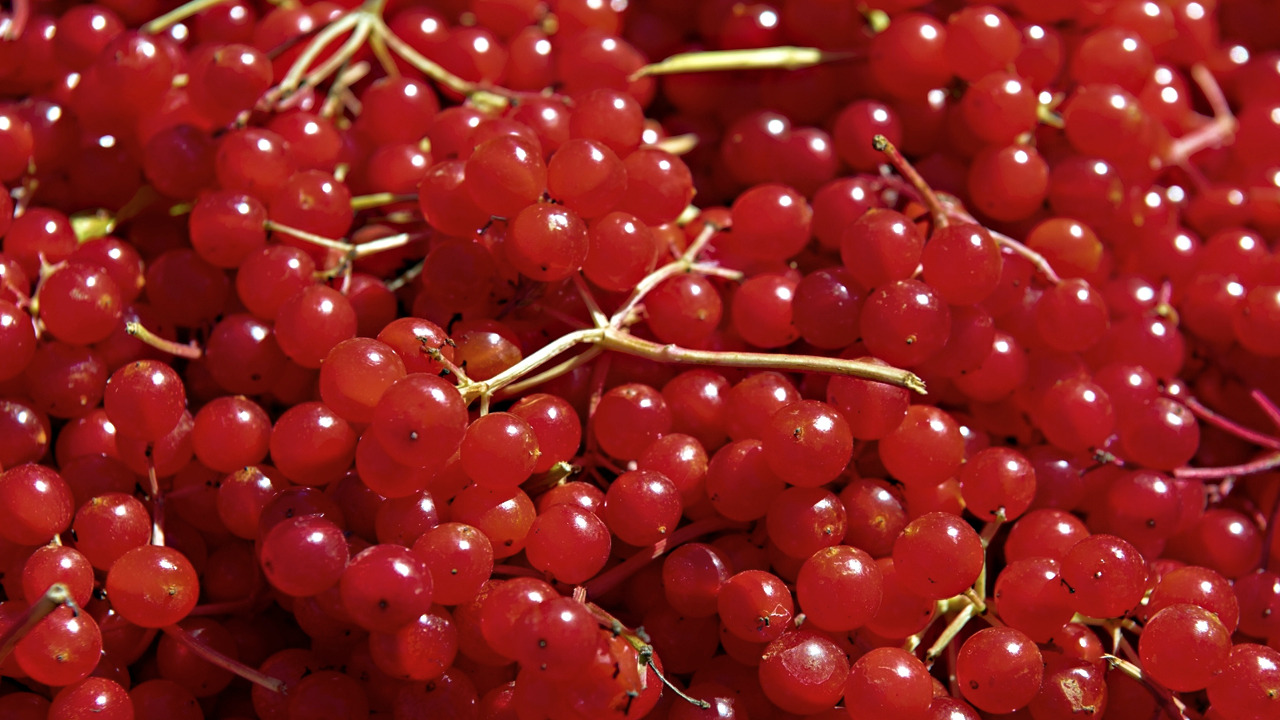 Foto - Gilaburu suyu: Böbrek taşlarını çatır çatır kırıyor!