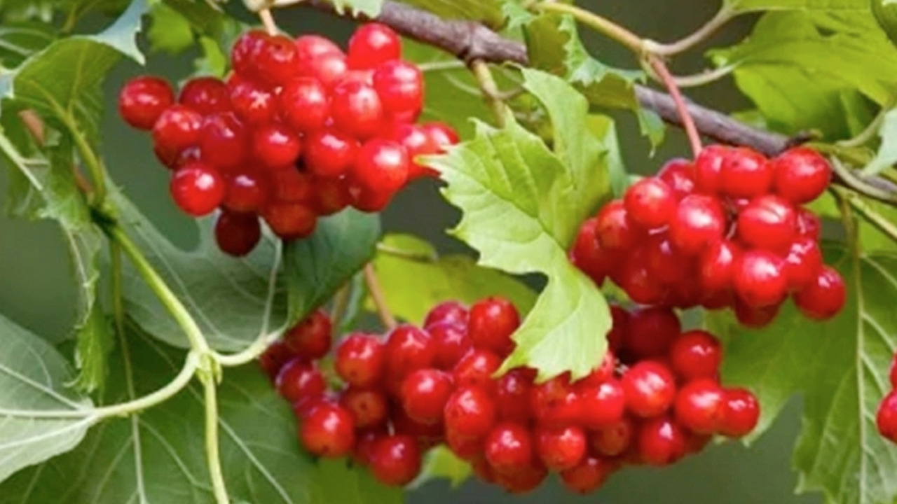 Foto - Gilaburu suyu: Böbrek taşlarını çatır çatır kırıyor!
